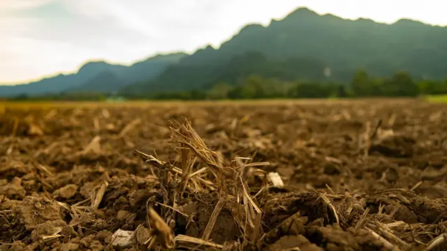 Cultivo danificado após seca intensa