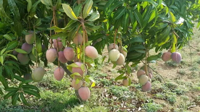 தோத்தாபுரி மாம்பழங்கள், இரான் - இஸ்ரேல் மோதல் 