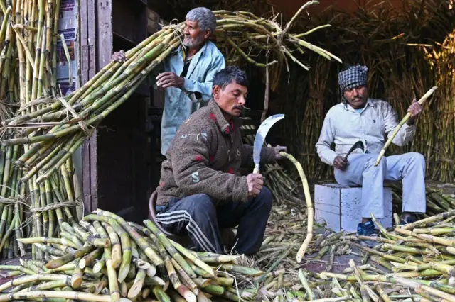ਗੰਨਾ ਛਿੱਲਦੇ ਹੋਏ ਮਜ਼ਦੂਰ