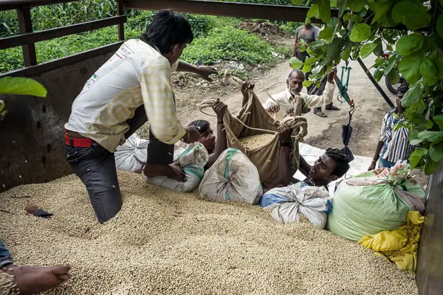 सोयाबीन 