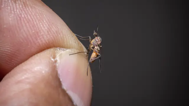 உலக கொசு தினம்