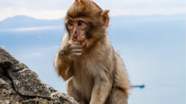 Гибралтарский макак на фоне моря