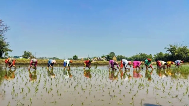 चितवनमा चैते धान रोप्दै किसानहरू