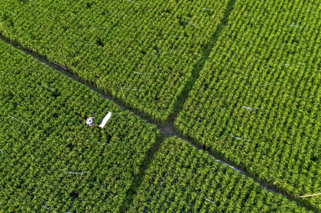 Foto udara petani mengusir hama burung pipit di lahan sawah miliknya di desa Pabean Udik, Indramayu, Jawa Barat, Selasa (3/2/2026). Badan Pusat Statistik (BPS) memproyeksikan produksi padi nasional pada periode Januari hingga Maret atau triwulan I 2026 mencapai 17,65 juta ton gabah kering giling (GKG) setara dengan 10,16 juta ton beras. 