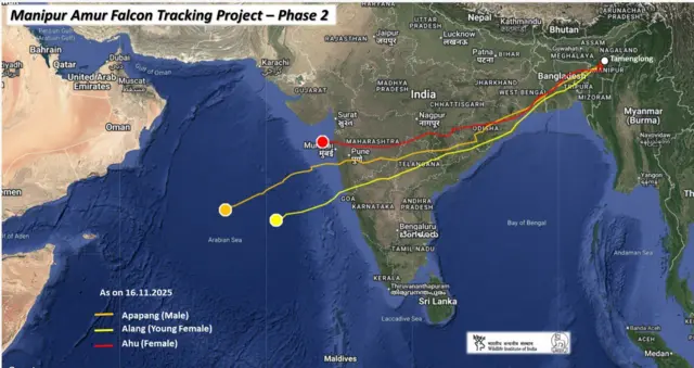 மூன்று அமூர் வல்லூறுகளும் நவம்பர் 16ஆம் தேதி நிலவரப்படி, அரபிக் கடலின் மீது பறந்து கொண்டிருந்தன. அதில் முன்னிலையில் இருந்த அப்பபாங் கிட்டத்தட்ட பாதி கடலை கடந்து விட்டிருந்தது