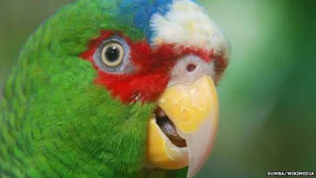 ተምላስ ምልክት ፍቕሪ እዩ