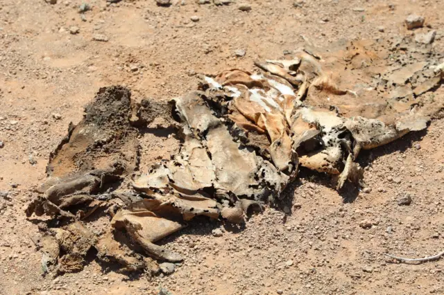 Dadka ayaa hadda xoolaha kala baxsanaya meelaha uu ku badanyahay geedka Xajiinka