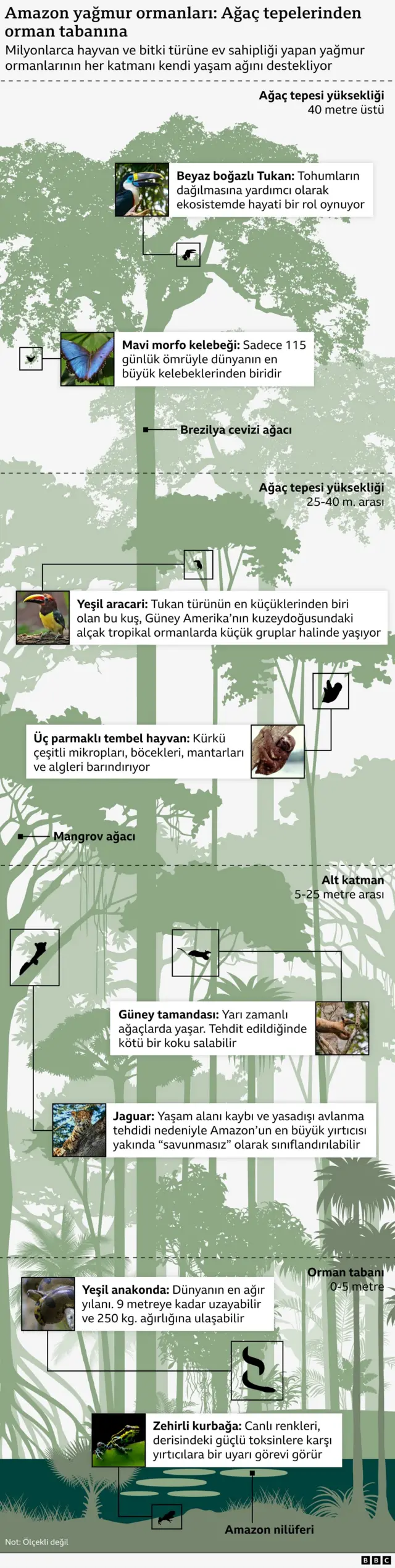 Amazon'da yaşayan bazı türleri gösteren infografik.