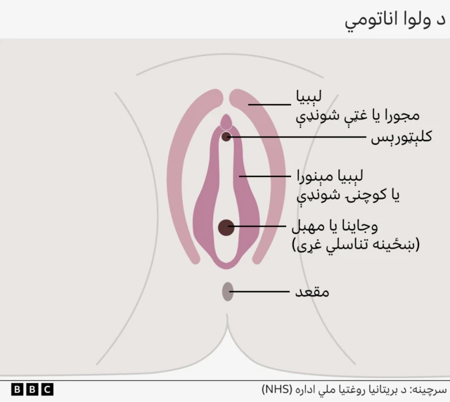 د والوا اناتومي