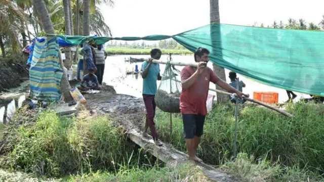 ఆంధ్రప్రదేశ్, ఆక్వా, రొయ్యల సాగు, అమెరికా ఆంక్షలు, భారత్, ఎగుమతులు

