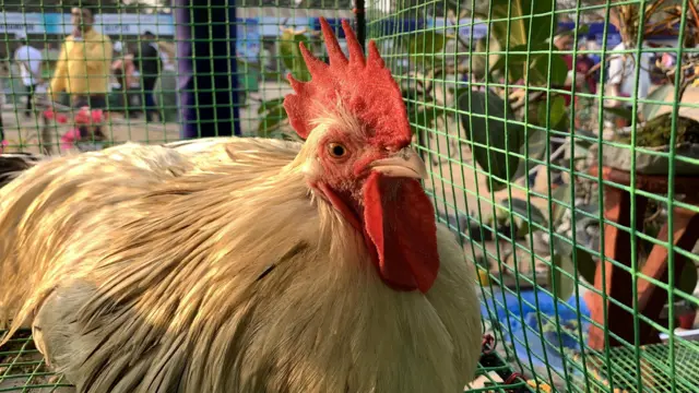 కోళ్ల ఫారం