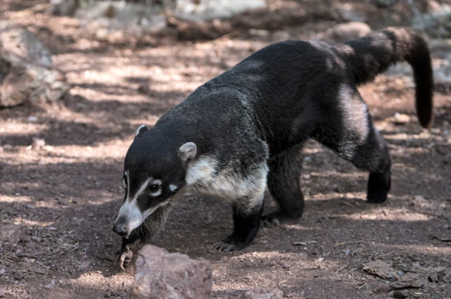 ఇతర జంతువుల దాడిని తప్పించుకోగలిగేలా శరీర నిర్మాణం