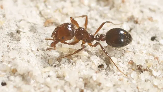 A red fire ant crawls across sand