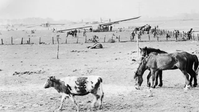 The glider landing area, across the Rhine at Wesel near the Dutch border, on 24 March 1945. In the foreground of the black and white picture is a cow and two horses. Behind are fence posts and troops milling around. Behind them are several gliders.