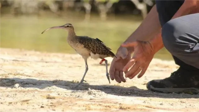 બીબીસી ગુજરાતી ભૂકંપ ધરતીકંપ પ્રાણી સંવેદના હાથી બિલાડી ગાય અર્થક્વેક ચેતવણી