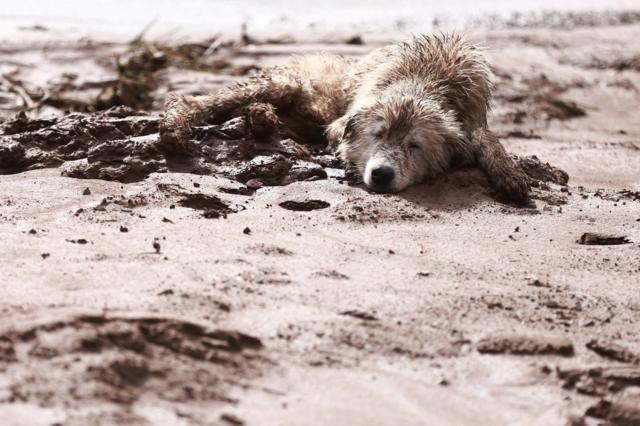 Cachorro de pelo claro, machucado, deitado na lama