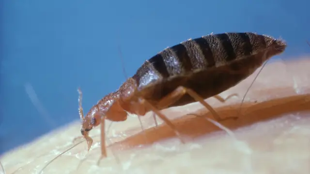 மூட்டைப் பூச்சி