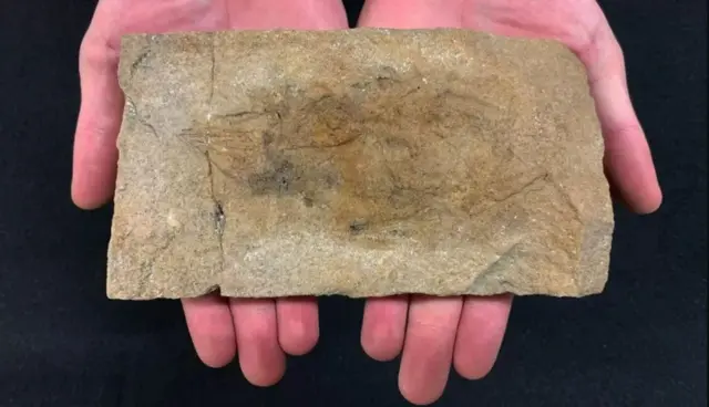 Scleromochlus