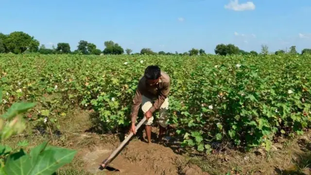 યુરિયા, નેનો યુરિયા, સુપર નેનો યુરિયા, નેનો યુરિયા પ્લસ કેટલા ઉપયોગી, ઇફ્કો દિલીપ સંઘાણી, મનસુખ માંડવિયા, બીબીસી ગુજરાતી, બીબીસી ન્યૂઝ ગુજરાતી