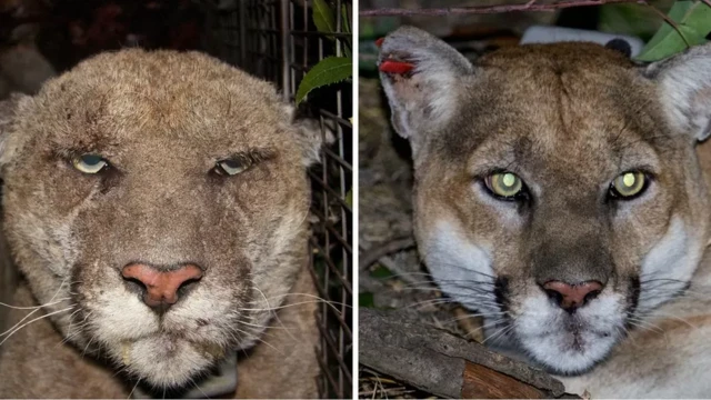 بمیاری سے دوچار شیر