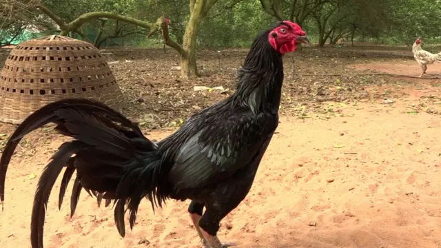 పెరూ కాకి