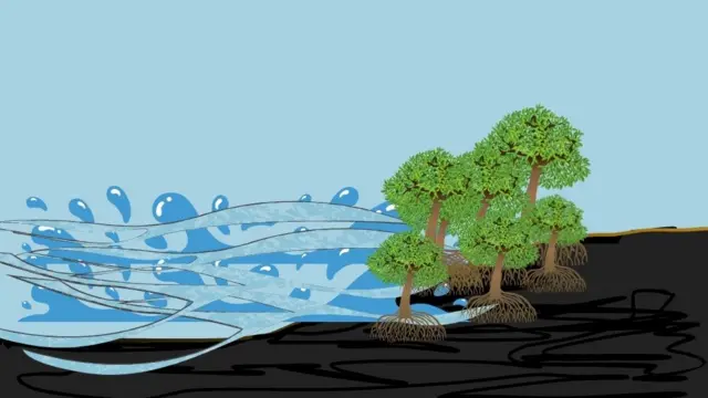 कांदळवनं समुद्राच्या पाण्याला कसं थोपवून धरतात, हे दर्शवणारं रेखाचित्र