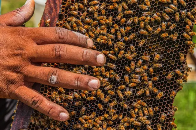 મધમાખી ઉછેરકેન્દ્રથી તગડી કમાણી