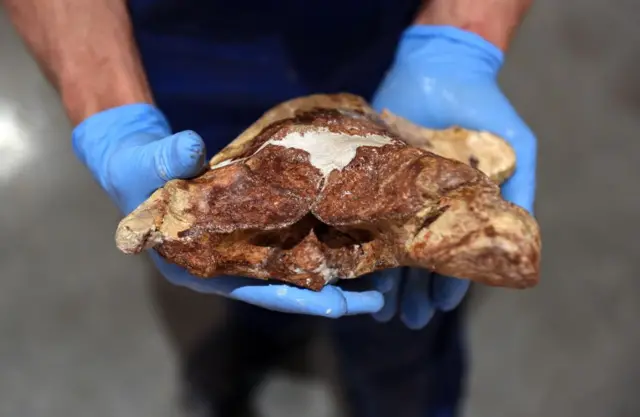 டைனோசர்கள்