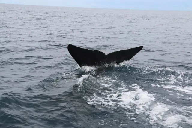 පස්වරු හත පමණ වන විට ඇන්ටනිගේ හෝටලය ඉදිරිපිට විශාල ගිනි මැලයක් ගසා තිබිණි.