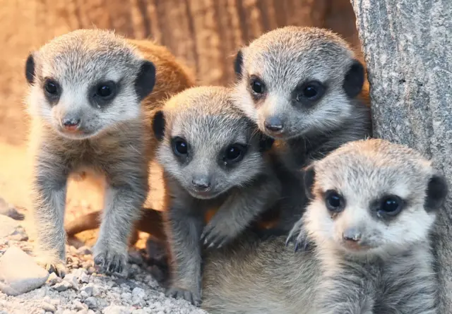 Сурикаттар