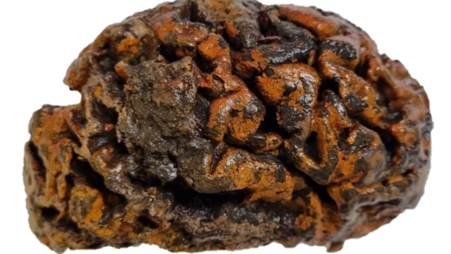 Ini adalah salah satu otak yang berumur lebih dari 1.000 tahun.