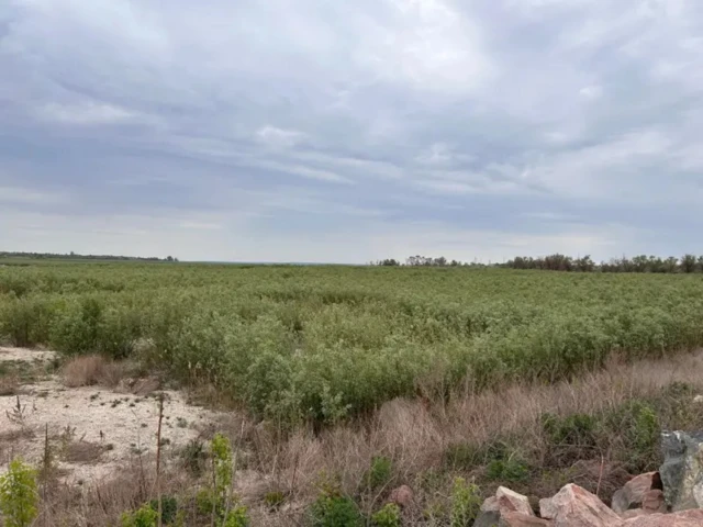 Вид на широкое открытое пространство, покрытое густой растительностью.