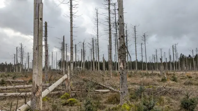 ሕንዚዝ ኢፕስ ኣብ ዴንማርክን ካልኦት ሃገራት ኤውሮጳን ዝርከቡ ገለ ጫካታት ጽሕዲ ኣዕንዩ