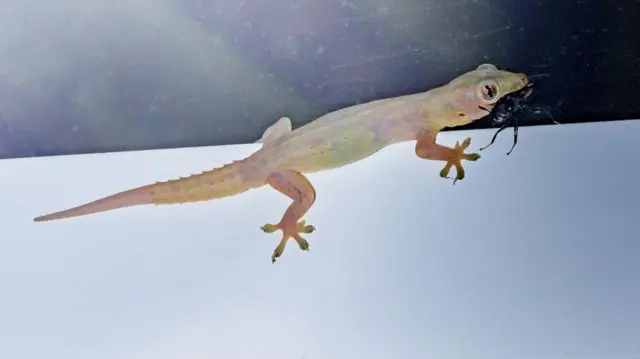 நம் வீட்டில் பல்லிகளே இல்லாமல் போனால் என்ன ஆகும்?