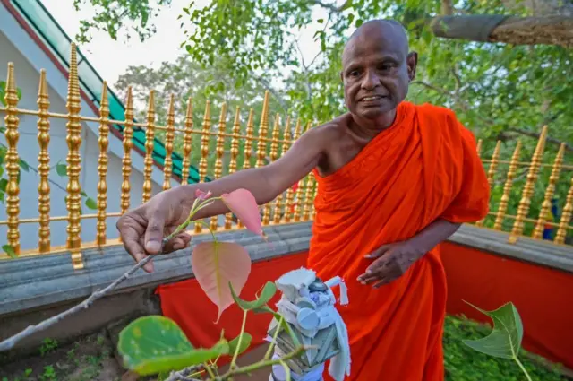 This picture taken on May 19, 2023 shows monk Pallegama Hemarathana, the chief custodian of the ancient bodhi tree, showing newly sprouting leaves of the holy tree at Sri Maha Bodhi temple in Anuradhapura.