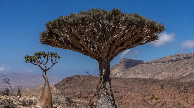 Drzewo smoczej krwi oraz drzewo butelkowe – oba gatunki są endemiczne dla wyspy Sokotra
