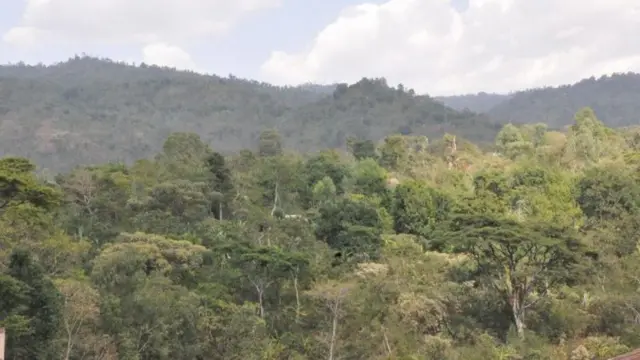 እቲ ጫካ ናይ ምሕብሓብ ባህሊ ጌዴኦ ቅድሚ 5000 ዓመት ከም ዝተጀመረ ሓበሬታ’ቲ ዞባ የመልክት