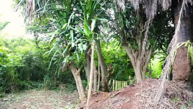 Aworan ọpẹ to lori to le logoji