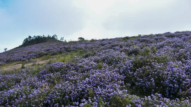 12 ஆண்டுகளுக்கு ஒரு முறை பூக்கும் நீலக்குறிஞ்சி