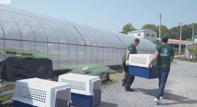 కుక్కలు, మాంసం, దక్షిణ కొరియా