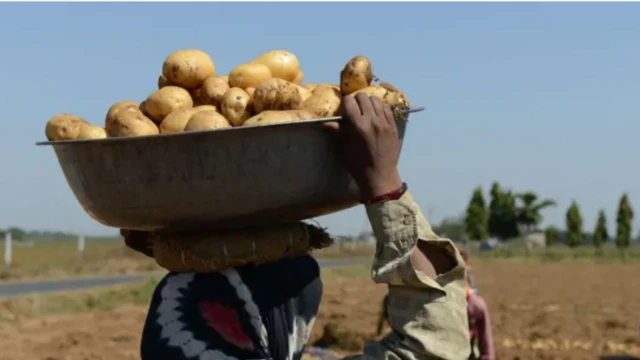 உருளைக்கிழங்கின் விலை
