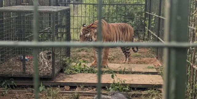 புலியை கூண்டு வைத்து பிடித்தது எப்படி?, ஆட்கொல்லி புலி சிக்குமா? 