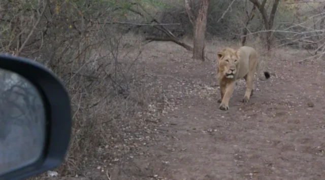 سفاری کے دوران شیر