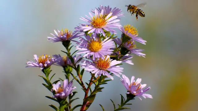 உலக தேனீக்கள் தினம்