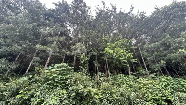 కాఫీ తోటలో సిల్వర్ ఓక్ చెట్లు