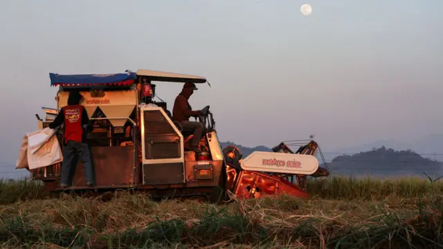 harga beras hari ini