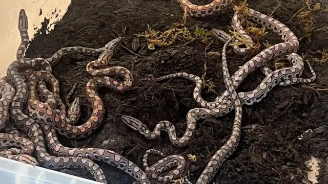 Multiple snakelets with brown, grey, black and white colouring on their skins, in a box of soil slithering around