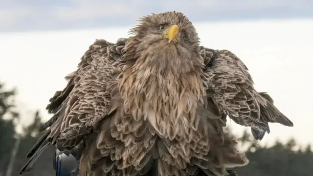 خشک‌کن سر خود