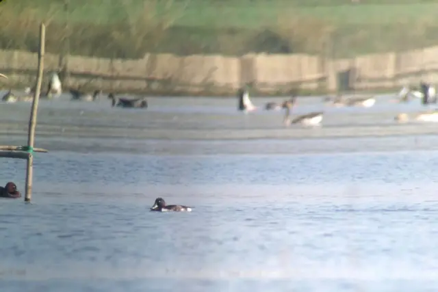 ဆောင်းခို ရေဘဲ Bare's Pochard ဓာတ်ပုံ BANCA