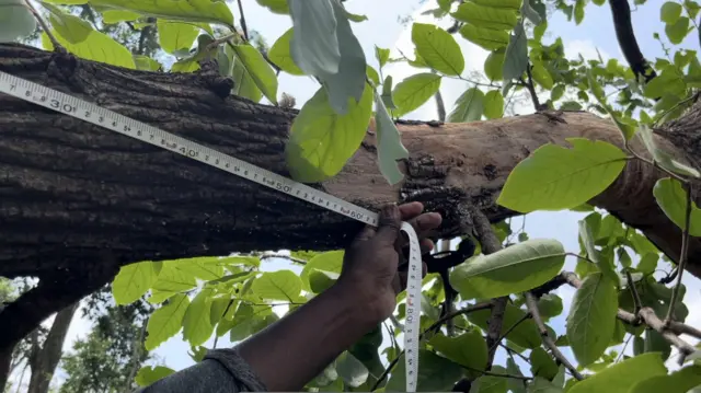 మేడారం, కూలిన చెట్లు, వాతావరణం మార్పులు